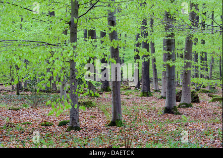 Dans beechforest Herrenholz au printemps, l'ALLEMAGNE, Basse-Saxe, Goldenstedt Banque D'Images