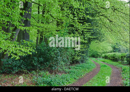 Dans beechforest Herrenholz au printemps, l'ALLEMAGNE, Basse-Saxe, Goldenstedt Banque D'Images