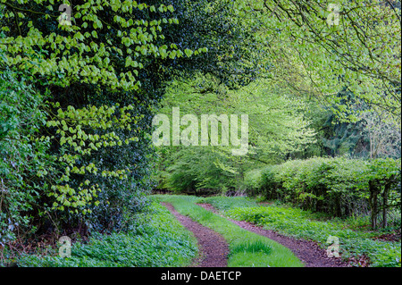 Dans beechforest Herrenholz au printemps, l'ALLEMAGNE, Basse-Saxe, Goldenstedt Banque D'Images