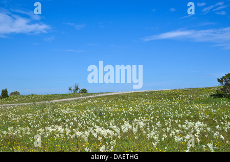 Paysage d'été lumineux sur l'île de Oland en Suède. Banque D'Images