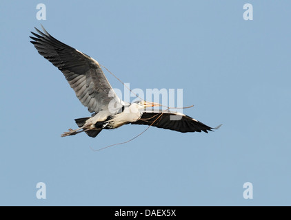 Héron cendré (Ardea cinerea) des profils de vol avec le matériel du nid en bec, contre un ciel bleu, en Angleterre, Royaume-Uni, Europe Banque D'Images