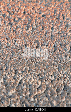 Bécasseau maubèche (Calidris canutus) troupeau massés à marée haute, King's Lynn, Norfolk, Angleterre, Royaume-Uni, Europe Banque D'Images