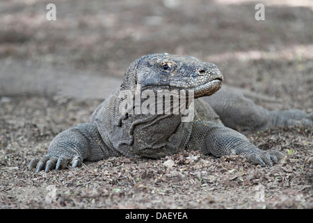Dragon de Komodo (Varanus komodoensis) adulte sur terre, dans l'habitat, de l'île de Komodo, en Indonésie, en Asie Banque D'Images