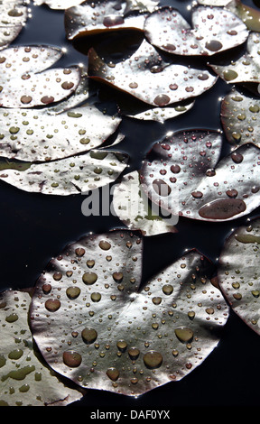 Gouttes de pluie sur les feuilles de nénuphars en étang de jardin Banque D'Images