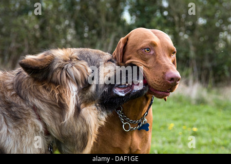 Photo de chien amusant avec le nez collé dans un autre chiens bouche essayant de prendre jouet. Berger Allemand et un Hongrois Vizsla devint. Banque D'Images