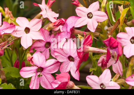 Les plantes à massifs d'été plants de tabac Nicotiana ( ) Banque D'Images