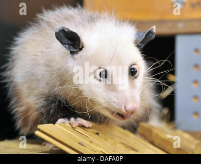 La croix-eyed Heidi l'opossum se trouve dans son enclos au zoo de Leipzig, Allemagne, 14 février 2011. Elle est née à Odense, au Danemark en mai 2008. Photo : Hendrik Schmidt Banque D'Images