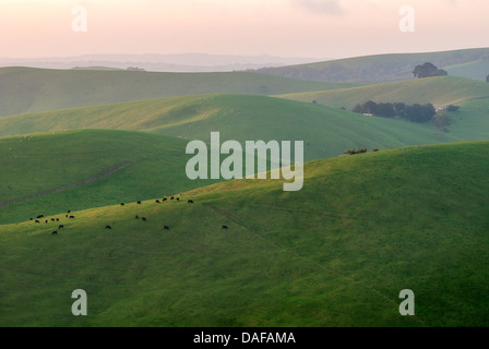 Des collines de terres agricoles de Gippsland, dans l'état australien de Victoria. Banque D'Images