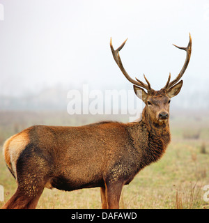 Belle image de red deer stag et paysage de forêt de Misty brumeux