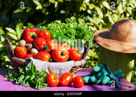 Les légumes dans un panier sous le soleil Banque D'Images