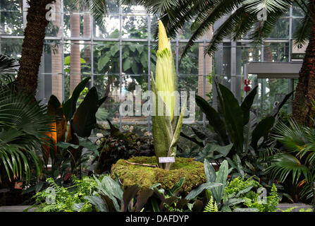 L'arum titan, également connu sous le nom de la fleur ou plante cadavre puant, est sur le point de fleurir à l'United States Botanic Garden Conservatory le 12 juillet 2013 à Washington, DC. La fleur géante a une odeur qui rappelle l'odeur de décomposition d'un mammifère. Banque D'Images