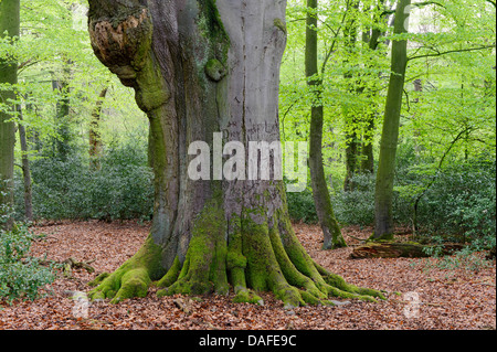 Tronc d'arbre dans beechforest Herrenholz, Allemagne, en Basse-Saxe, Goldenstedt Banque D'Images