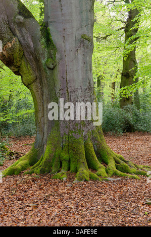 Dans beechforest Herrenholz au printemps, l'ALLEMAGNE, Basse-Saxe, Goldenstedt Banque D'Images