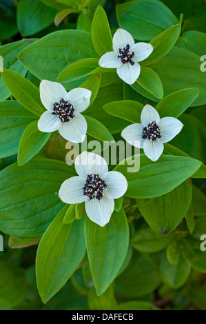 Dwarf cornel, du cornouiller (Cornus suecica), la floraison, la Norvège Banque D'Images