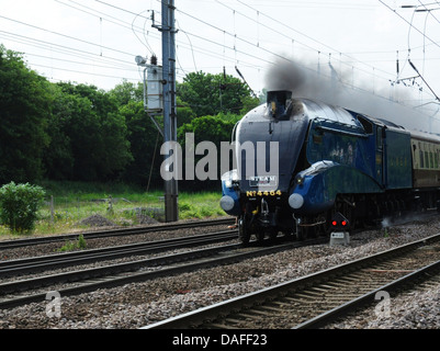 Locomotive à vapeur de classe A4 No 4464 Butor en vitesse en direction du nord par le biais de Hitchin, Hertfordshire, England, UK Banque D'Images