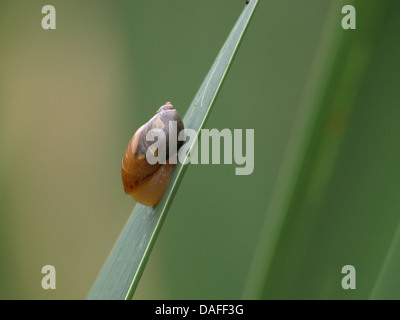 Petit,'/ Succinea putris / Bernsteinschnecke Gemeine Banque D'Images