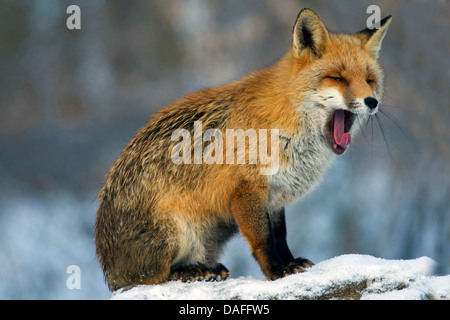 Le renard roux (Vulpes vulpes), assis dans la neige et le bâillement, Allemagne Banque D'Images