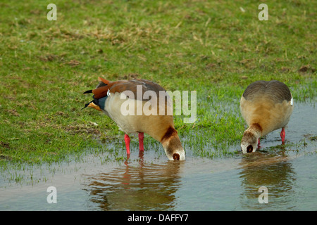 Egyptian goose (Alopochen aegyptiacus), paire, pâturage Allemagne Banque D'Images