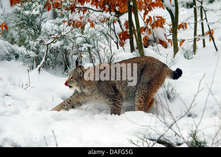 Le lynx eurasien (Lynx lynx), dans la forêt d'hiver, la Suède Banque D'Images