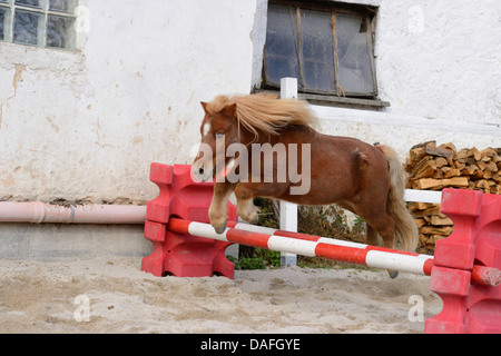 Poney Shetland (Equus caballus przewalskii. f), sauter par dessus un obstacle, l'Allemagne, la Bavière Banque D'Images