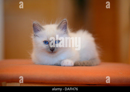 Chat Sacré de Birmanie, Birman (Felis silvestris catus). f, chaton sur une chaise en regardant vers l'appareil photo, Allemagne Banque D'Images