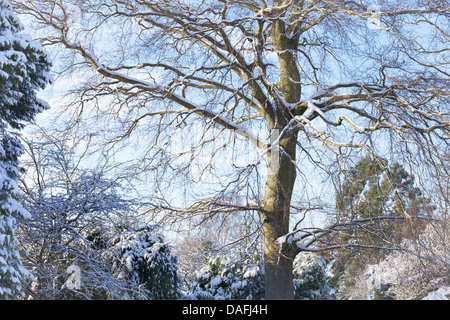 Arbres couverts de neige, de Chislehurst, UK. Banque D'Images