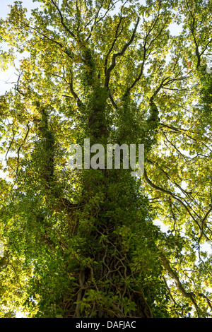 Le lierre, lierre (Hedera helix), Oak Tree envahis par le lierre, Allemagne, Rhénanie du Nord-Westphalie Banque D'Images