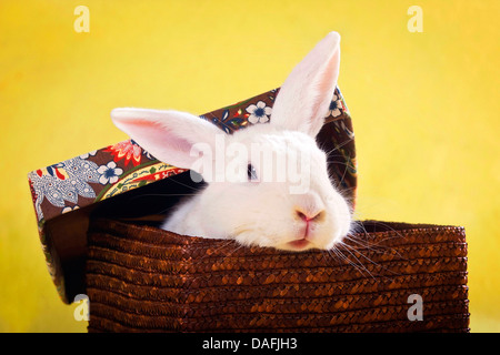 Lapin domestique (Oryctolagus cuniculus f. domestica), white bunny assis dans un panier et unter le couvercle, Allemagne Banque D'Images