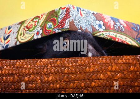 Lapin nain (Oryctolagus cuniculus f. domestica), black-haired cony assis dans un panier et à la recherche dans le cadre d'un couvercle, Allemagne Banque D'Images