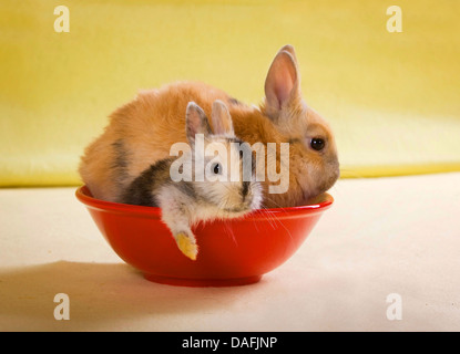 Lapin nain (Oryctolagus cuniculus f. domestica), deux jeunes lapins nains assis dans une assiette rouge, Allemagne Banque D'Images