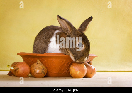 Lapin domestique (Oryctolagus cuniculus f. domestica), brown-white spotted bunny assis dans un pot en argile, Allemagne Banque D'Images