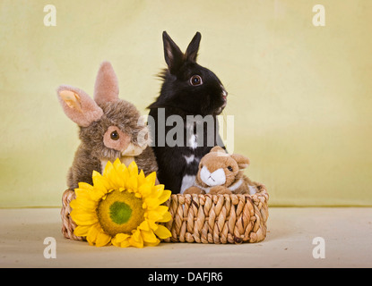 Lapin nain (Oryctolagus cuniculus f. domestica), assis avec deux lapins en peluche dans un panier , Allemagne Banque D'Images