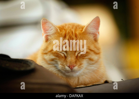 Chat domestique, le chat domestique (Felis silvestris catus), f. à rayures rouge couchage couverture de laine sur Tomcat, Allemagne Banque D'Images