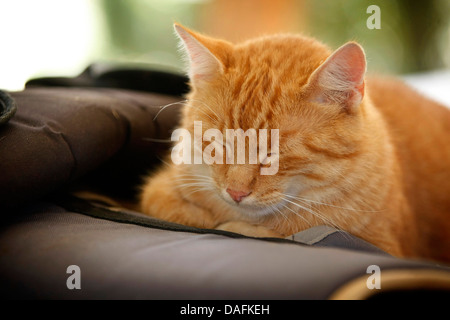 Chat domestique, le chat domestique (Felis silvestris catus), f. à rayures rouge couchage couverture de laine sur Tomcat, Allemagne Banque D'Images