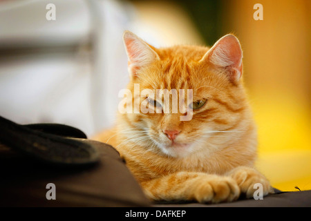 Chat domestique, le chat domestique (Felis silvestris catus), f. à rayures rouge sleepy tomcat couverture de laine sur, Allemagne Banque D'Images