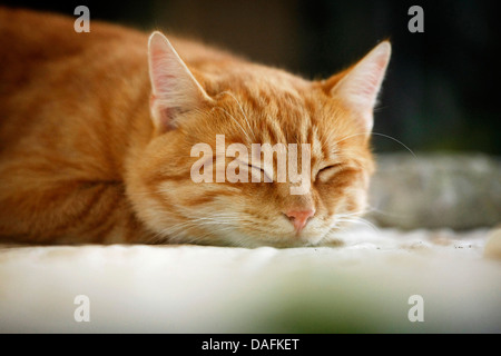 Chat domestique, le chat domestique (Felis silvestris catus), f. à rayures rouge couchage couverture de laine sur Tomcat, Allemagne Banque D'Images