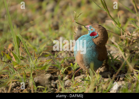 Red-cheeked cordon-bleu (Uraeginthus bengalus) en Éthiopie, Langano Banque D'Images