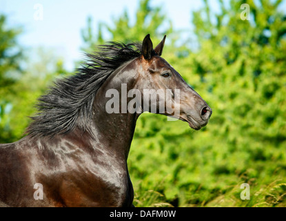 Wuerttemberger Baden-Wuerttemberger Wurttemberger,,, Baden-Wurttemberger (Equus przewalskii f. caballus), galopping, Allemagne Banque D'Images