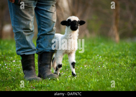 Le Valais Valais, museau noir (Ovis ammon aries. f), les jeunes à côté de l'agneau les jambes du berger, Allemagne Banque D'Images