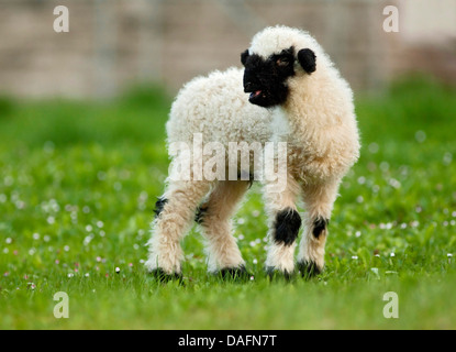 Le Valais Valais, museau noir (Ovis ammon aries. f), les jeunes bêlements d'agneau dans un pré, Allemagne Banque D'Images