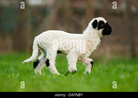 Le Valais Valais, museau noir (Ovis ammon aries. f), agneau de marcher à travers un pré, Allemagne Banque D'Images