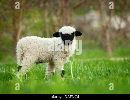 Le Valais Valais, museau noir (Ovis ammon aries. f), jeune agneau dans un pré, Allemagne Banque D'Images