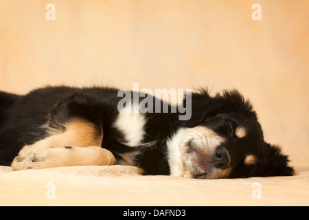 Dog (Canis lupus f. familiaris), 10 mois, l'Allemagne dragonnet couchage Banque D'Images