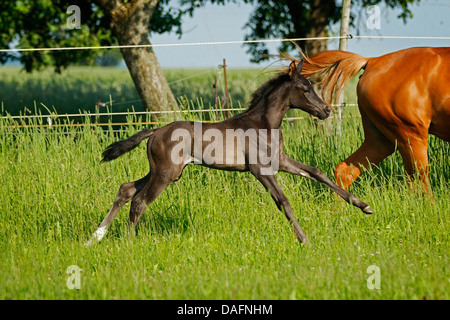 Wuerttemberger Baden-Wuerttemberger Wurttemberger,,, Baden-Wurttemberger (Equus przewalskii f. caballus), galopping poulain dans un pré, Allemagne Banque D'Images