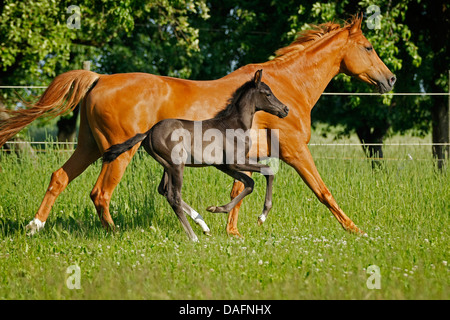 Wuerttemberger Baden-Wuerttemberger Wurttemberger,,, Baden-Wurttemberger (Equus przewalskii f. caballus), galopping poulain dans un pré, Allemagne Banque D'Images