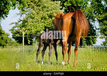 Wuerttemberger Baden-Wuerttemberger Wurttemberger,,, Baden-Wurttemberger (Equus przewalskii f. caballus), poulain suckling, Allemagne Banque D'Images