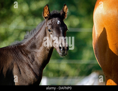 Wuerttemberger Baden-Wuerttemberger Wurttemberger,,, Baden-Wurttemberger (Equus przewalskii f. caballus), poulain noir, portrait, Allemagne Banque D'Images