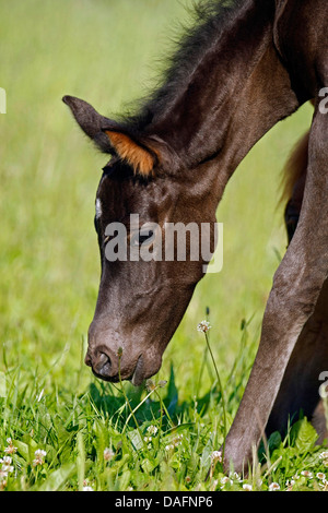 Wuerttemberger Baden-Wuerttemberger Wurttemberger,,, Baden-Wurttemberger (Equus przewalskii f. caballus), Poulain, pâturage Allemagne Banque D'Images