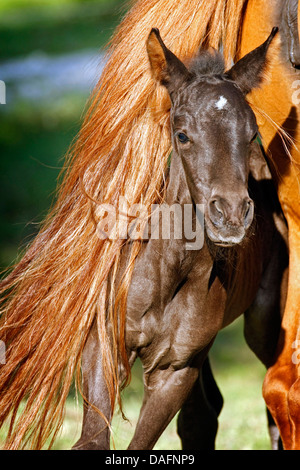 Wuerttemberger Baden-Wuerttemberger Wurttemberger,,, Baden-Wurttemberger (Equus przewalskii f. caballus), poulain qui traverse la queue de sa mère, Allemagne Banque D'Images