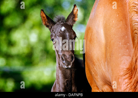 Wuerttemberger Baden-Wuerttemberger Wurttemberger,,, Baden-Wurttemberger (Equus przewalskii f. caballus), portrait à côté de sa mère, Allemagne Banque D'Images